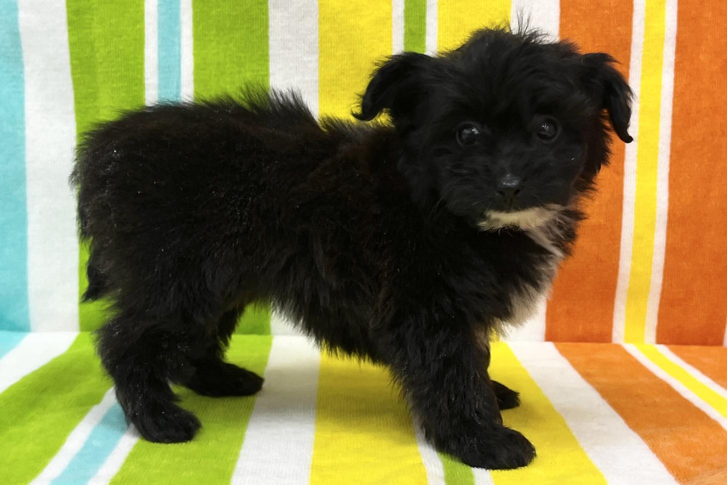 愛知県のパピプー(パピヨン×プードル) (ハピースペット一宮三条アミーゴ店/2025年11月26日生まれ/女の子/その他色)の子犬の4枚目の画像