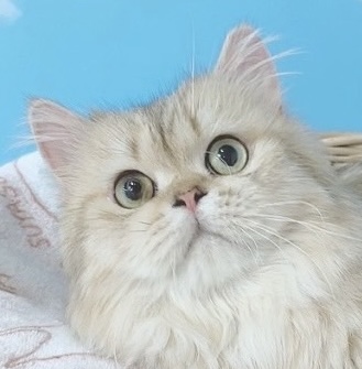 千葉県のペルシャ (Breeder & Petsalon MAU/2023年5月1日生まれ/男の子/チンチラゴールデン)の子猫