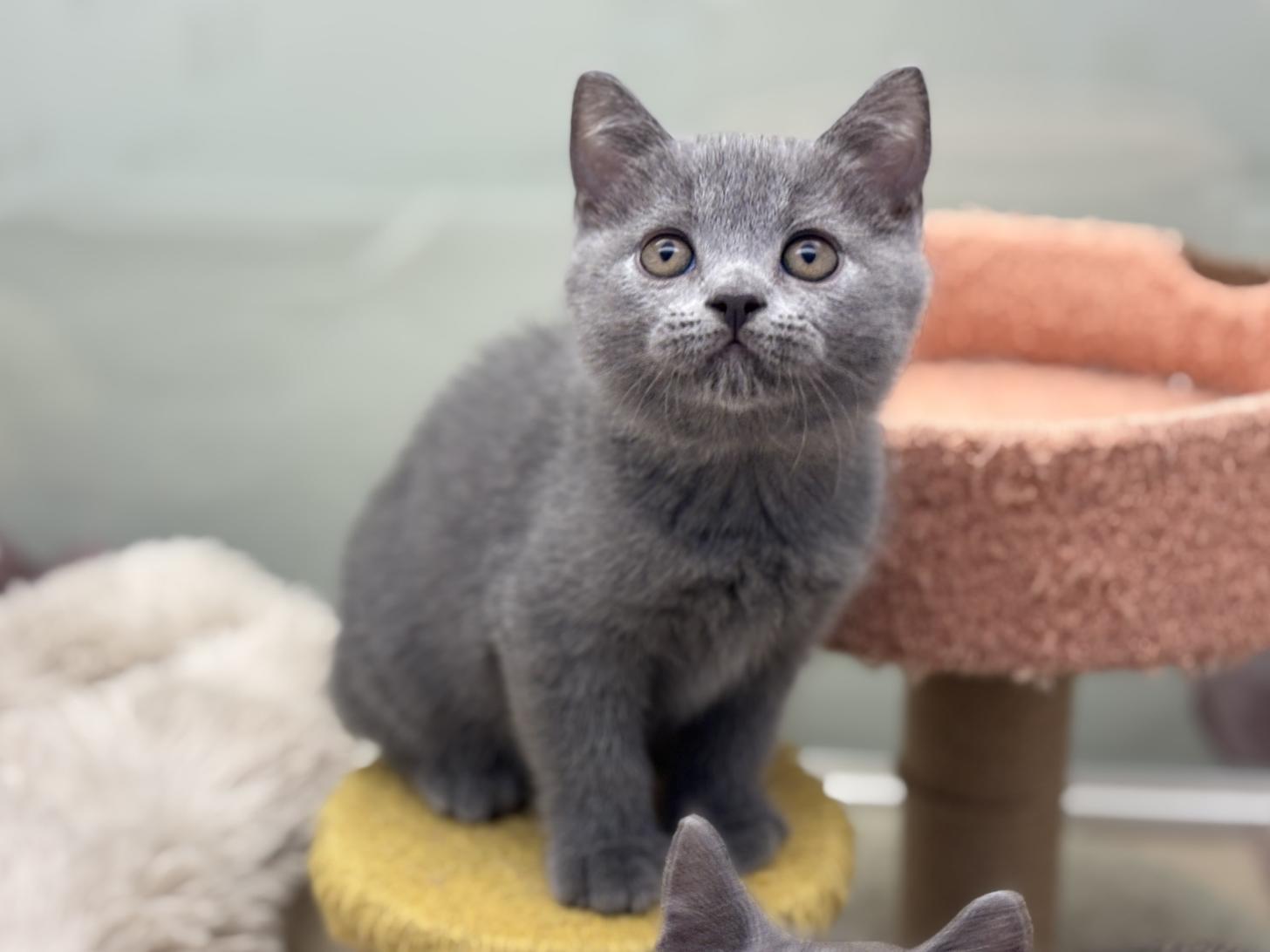 神奈川県のブリティッシュショートヘアー (Doggy Style 小田原店/2026年4月6日生まれ/女の子/ブルー)の子猫の3枚目の画像