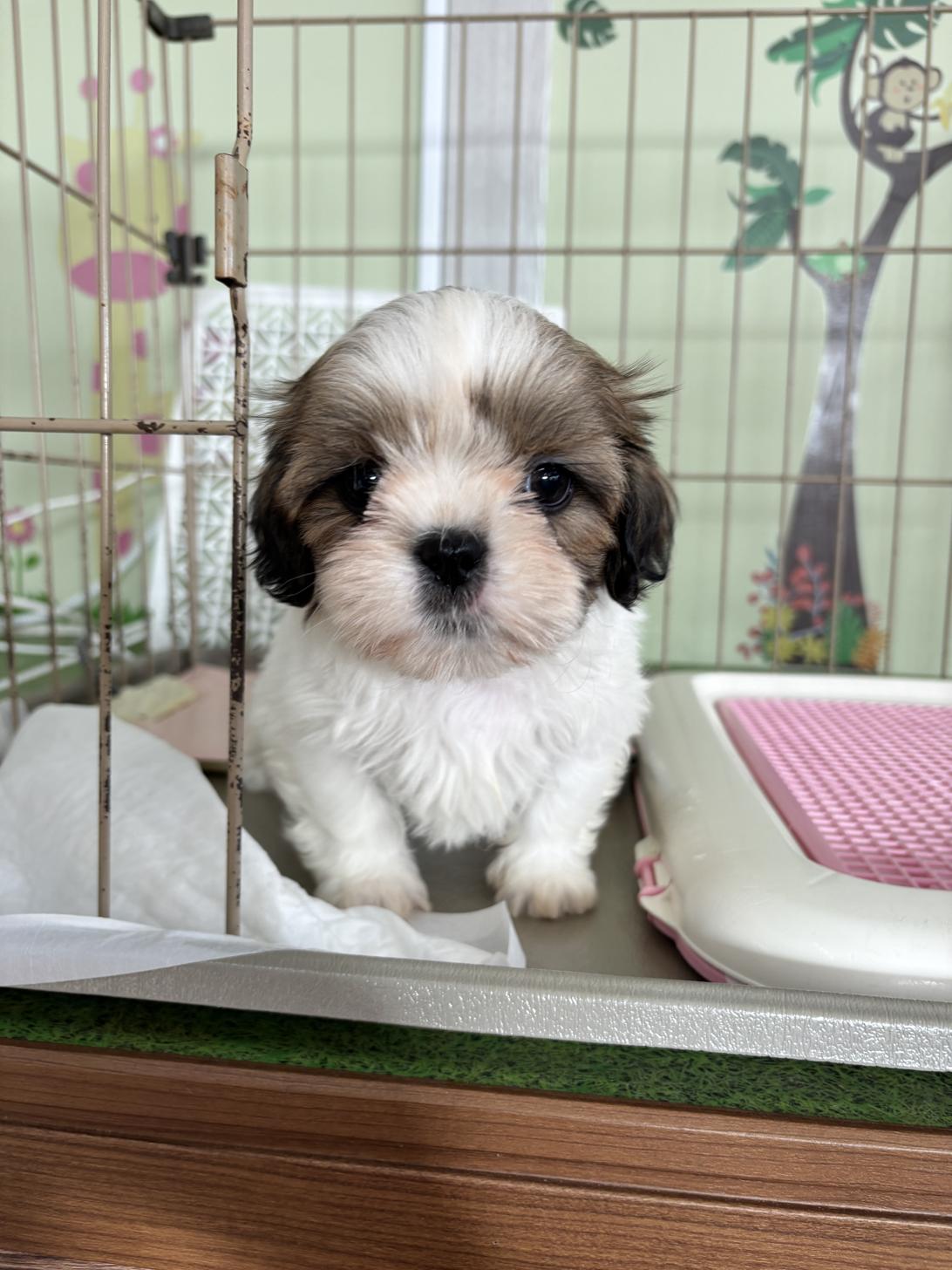 愛知県のシーズー (子いぬの足あと/2025年12月20日生まれ/女の子/ゴールドホワイト)の子犬