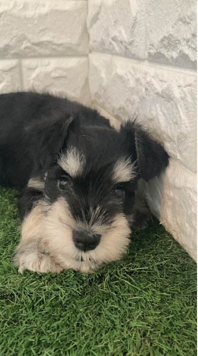 東京都のミニチュアシュナウザー (ペットショップcoco東京港区店/2025年9月15日生まれ/男の子/ブラックシルバー)の子犬