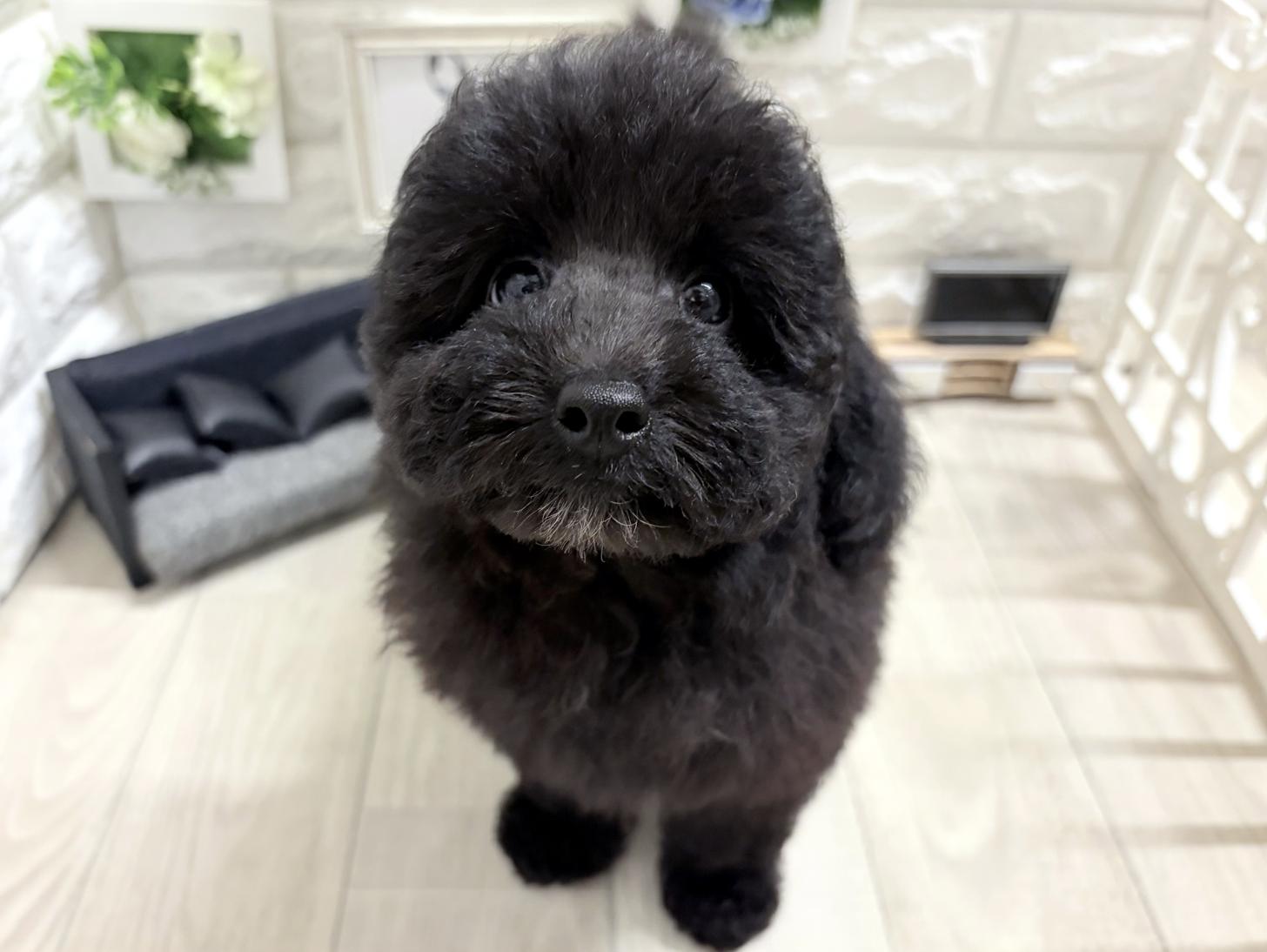 大阪府のトイプードル(トイ) (DOGMAN平野瓜破店/2026年7月25日生まれ/男の子/グレー)の子犬の1枚目の画像