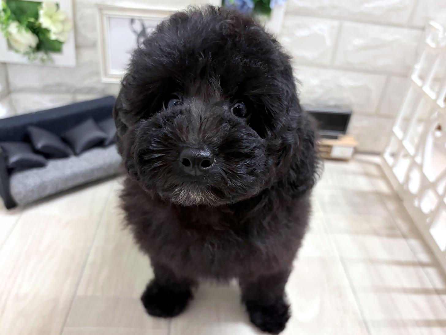 大阪府のトイプードル(トイ) (DOGMAN平野瓜破店/2026年7月25日生まれ/男の子/グレー)の子犬の3枚目の画像