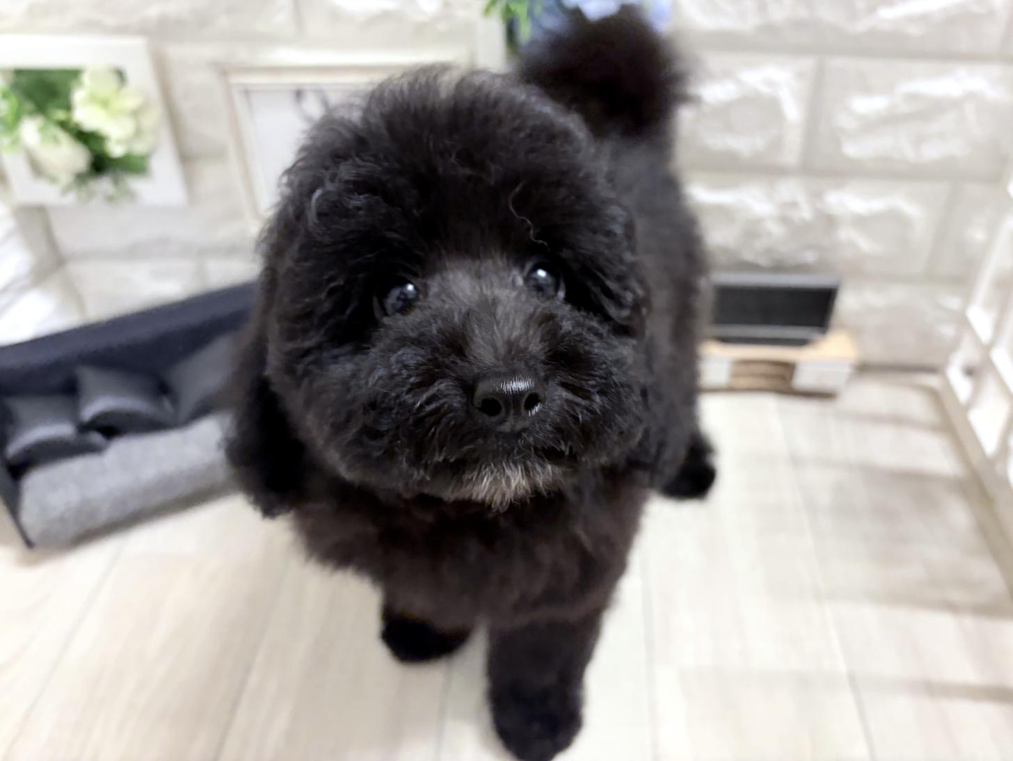 大阪府のトイプードル(トイ) (DOGMAN平野瓜破店/2026年7月25日生まれ/男の子/グレー)の子犬の3枚目の画像