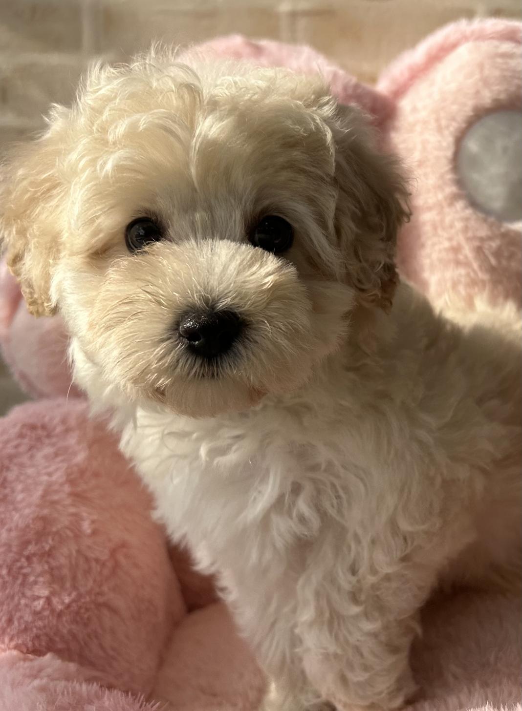 佐賀県のマルプー(マルチーズ×プードル) (スタードッグス新鳥栖店/2025年11月24日生まれ/男の子/クリーム)の子犬の1枚目の画像