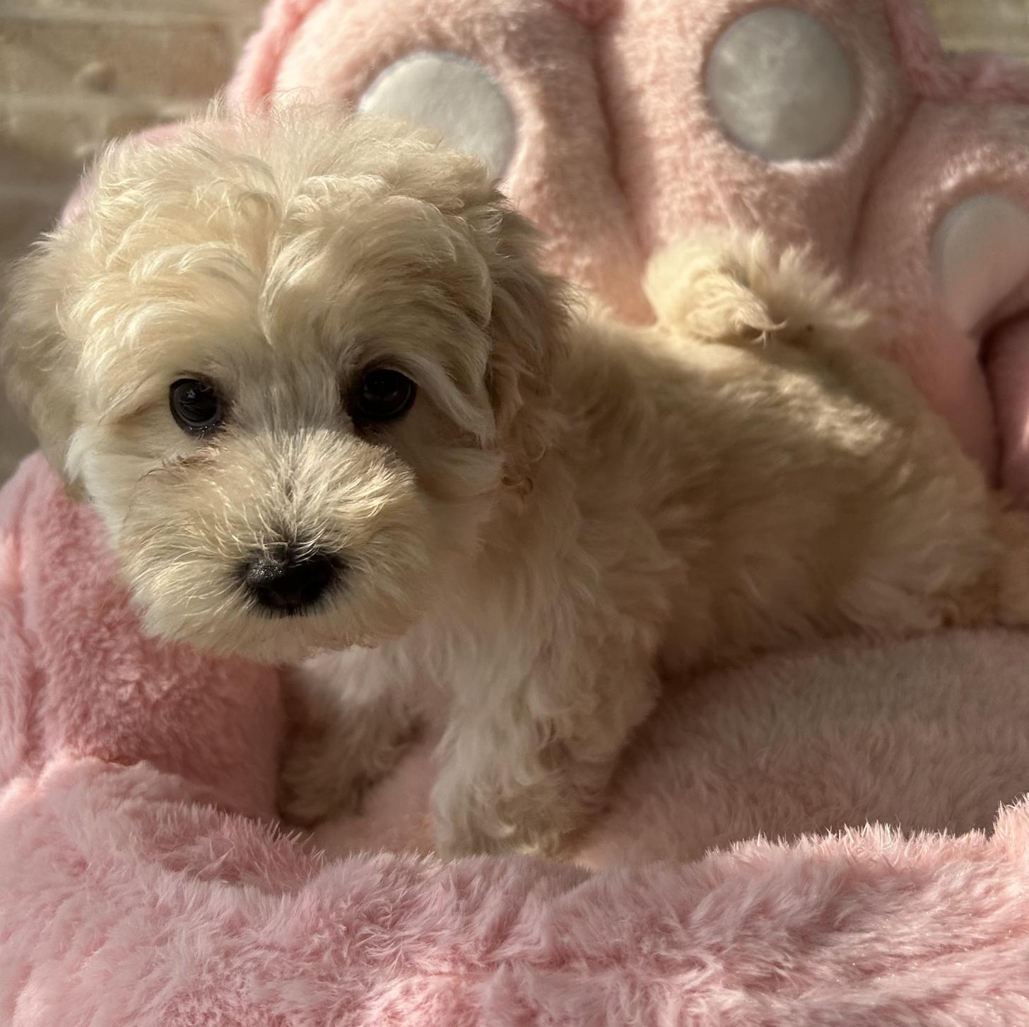 佐賀県のマルプー(マルチーズ×プードル) (スタードッグス新鳥栖店/2025年11月24日生まれ/男の子/クリーム)の子犬の2枚目の画像