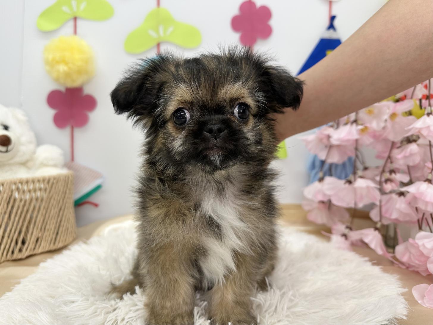 北海道のポメズー/ポメシーズ(ポメラニアン×シーズー) (ラブワンコ カインズ大曲店/2026年1月31日生まれ/男の子/フォーン)の子犬