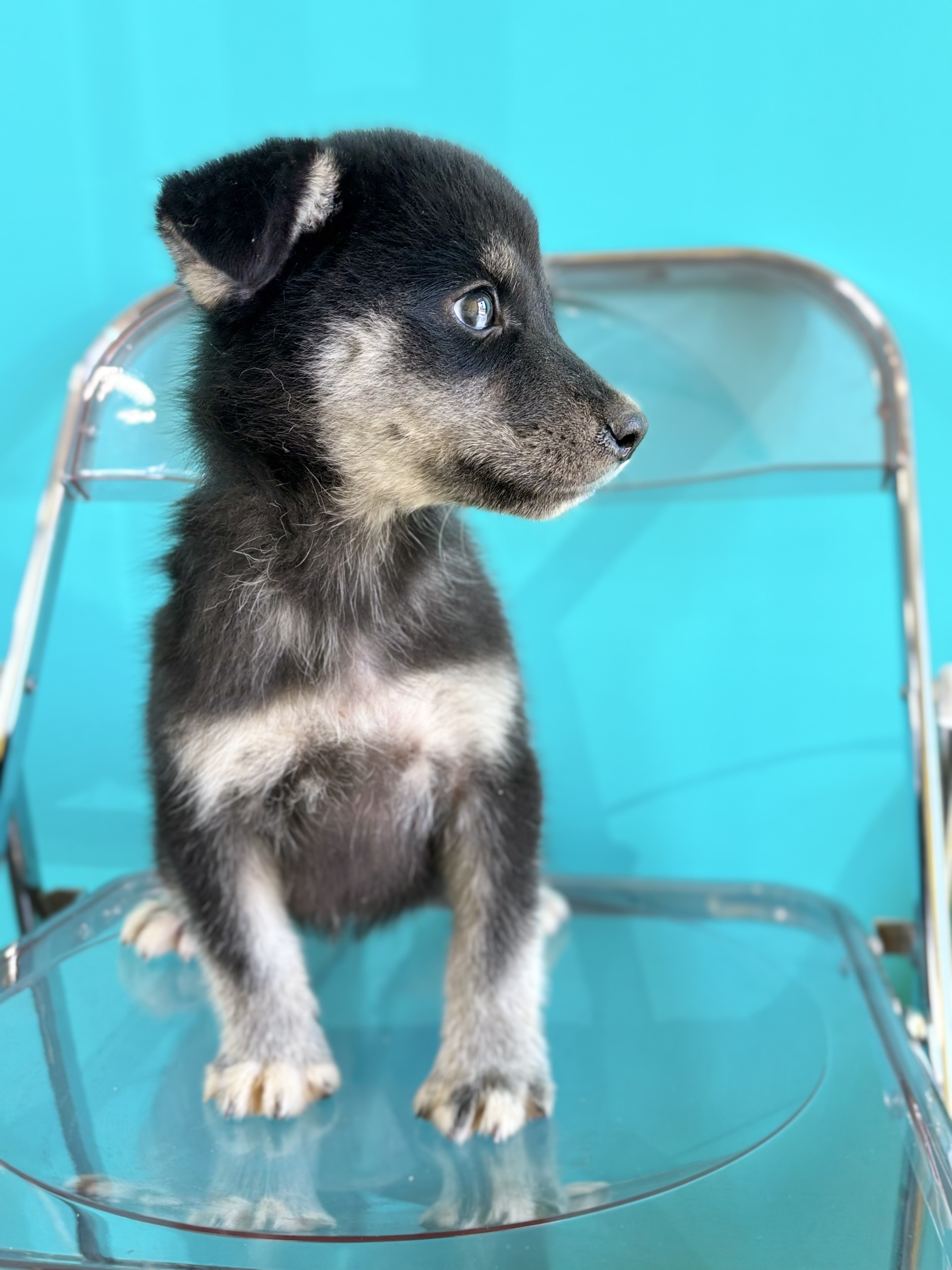 埼玉県のポンスキー(ポメラニアン×シベリアンハスキー) (ペッツスマイル加須インター店/2026年7月10日生まれ/女の子/ブルーブラック)の子犬の3枚目の画像