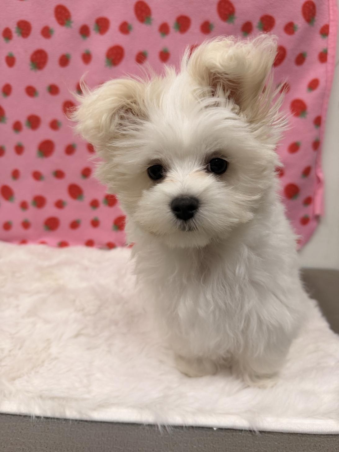 福岡県のマルチーズ (スタードッグス大牟田店/2025年9月6日生まれ/男の子/ホワイト)の子犬の1枚目の画像