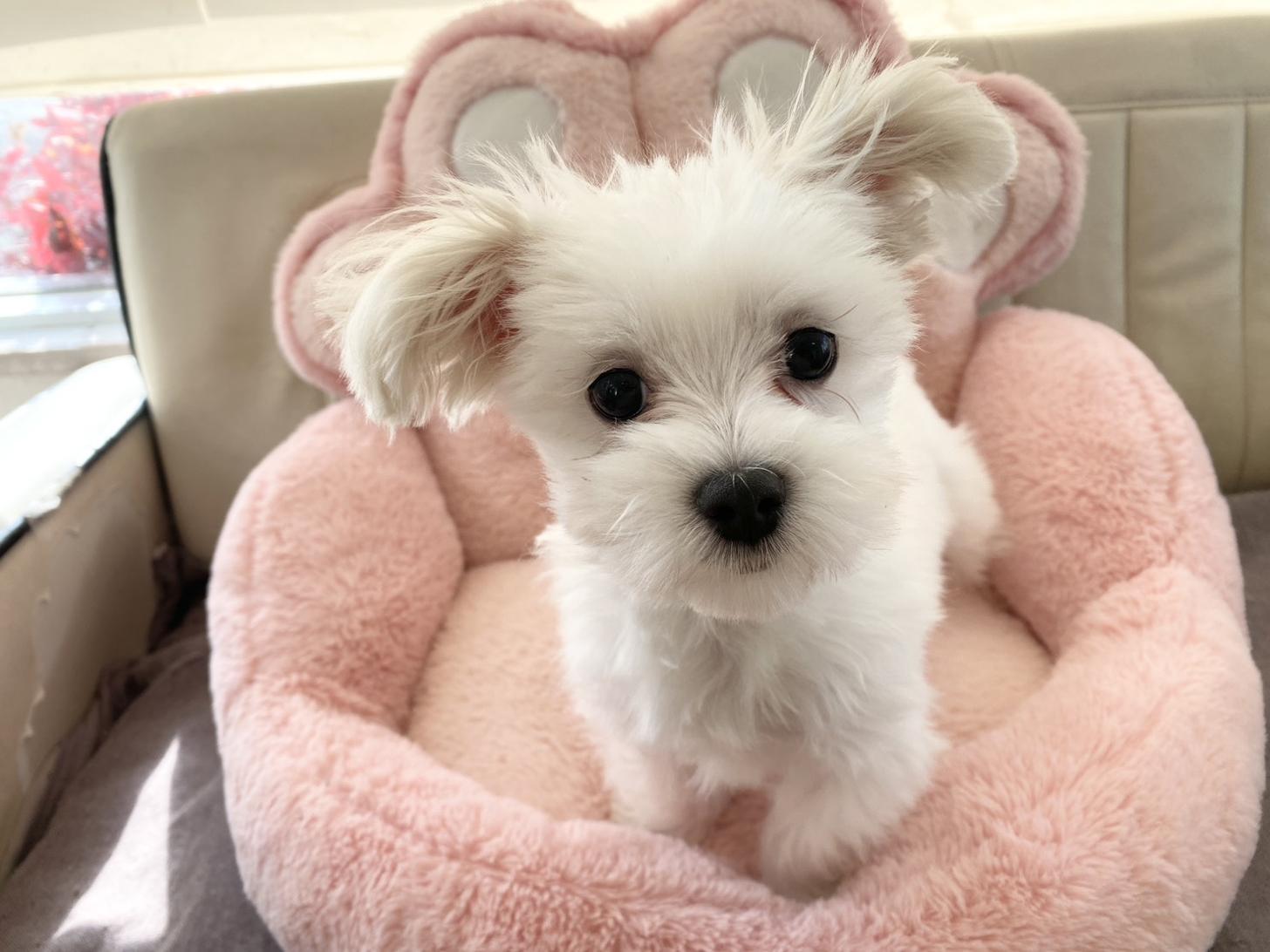 熊本県のマルチーズ (スタードッグス新熊本店/2025年9月6日生まれ/男の子/ホワイト)の子犬