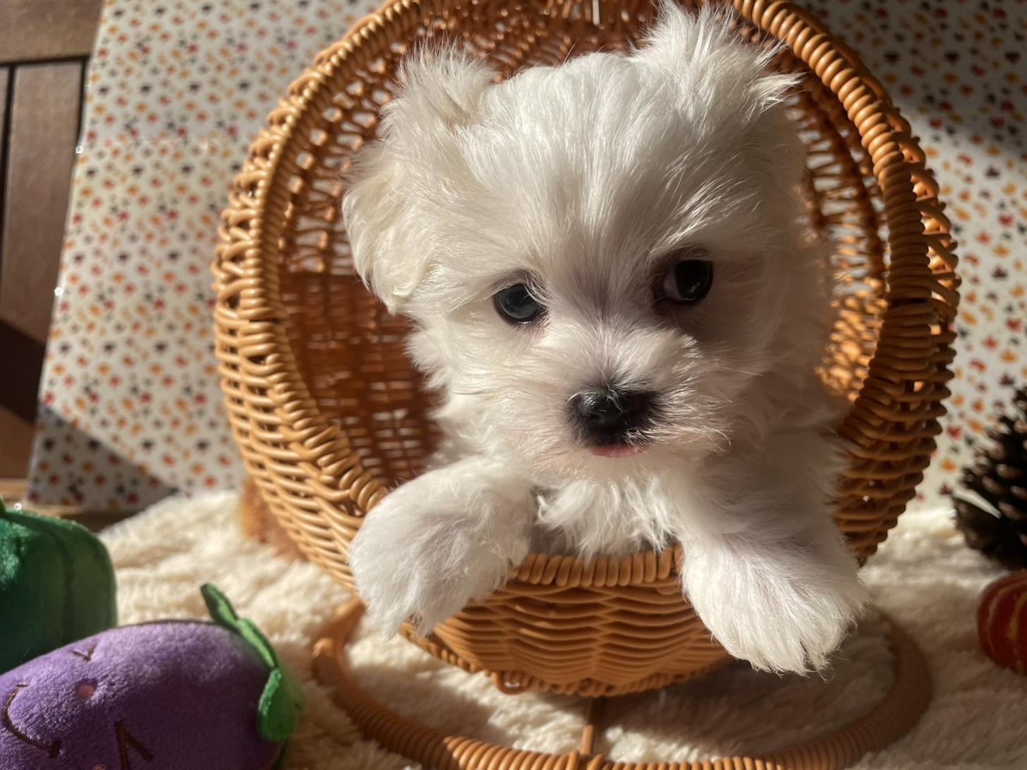 佐賀県のマルチーズ (スタードッグス新鳥栖店/2025年9月6日生まれ/男の子/ホワイト)の子犬の2枚目の画像