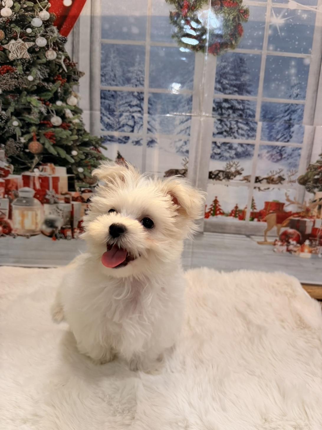 福岡県のマルチーズ (スタードッグス大牟田店/2025年9月6日生まれ/男の子/ホワイト)の子犬の2枚目の画像