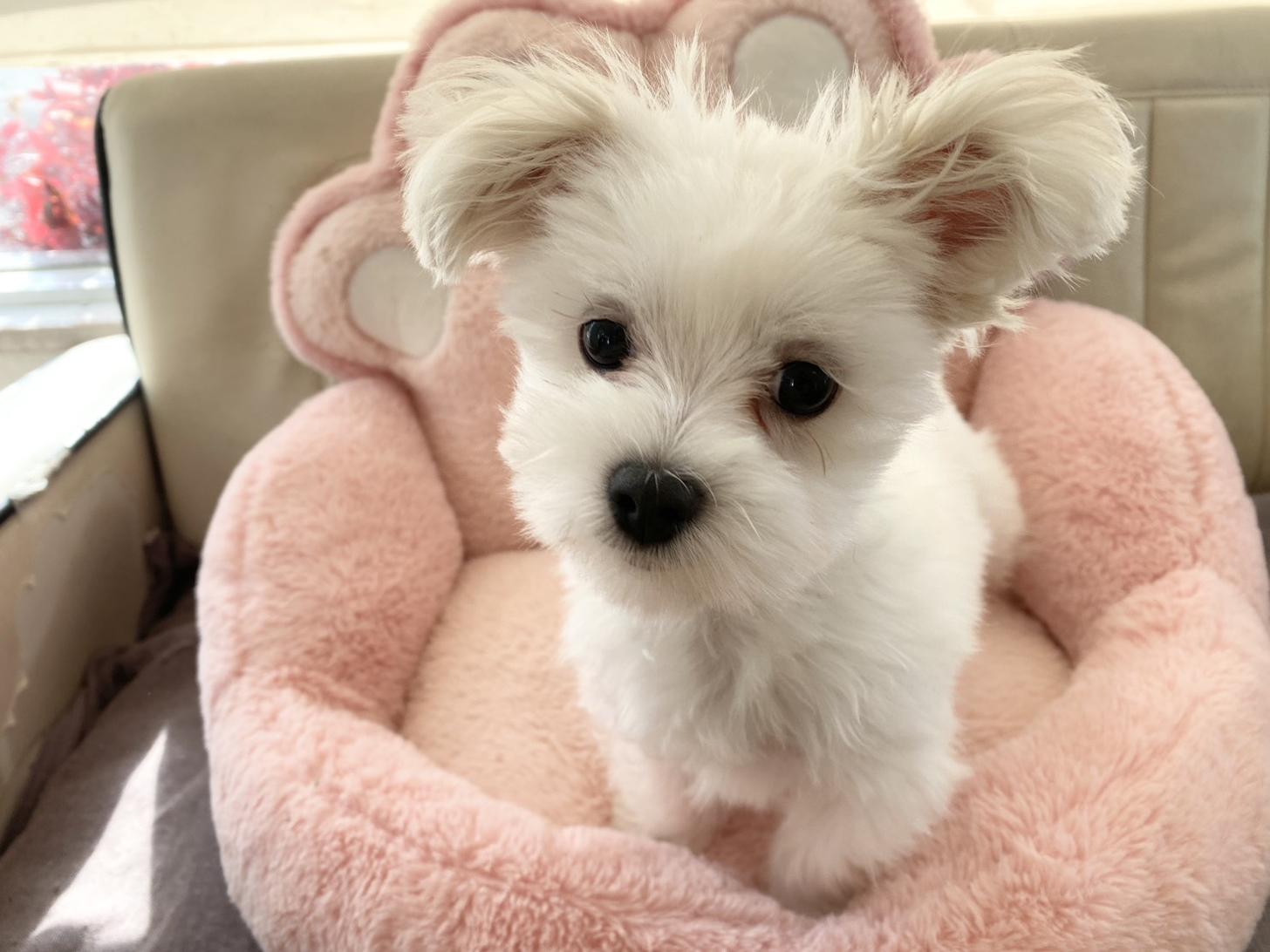 熊本県のマルチーズ (スタードッグス新熊本店/2025年9月6日生まれ/男の子/ホワイト)の子犬の2枚目の画像
