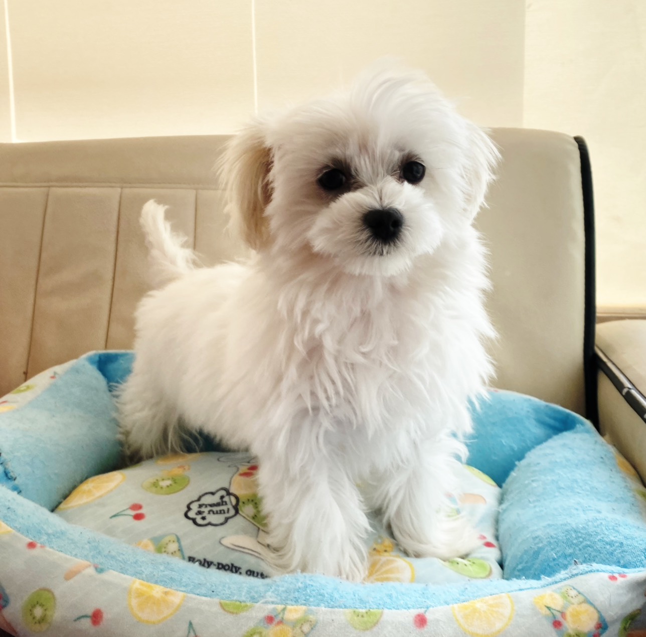 熊本県のマルチーズ (スタードッグス新熊本店/2025年9月6日生まれ/男の子/ホワイト)の子犬の2枚目の画像