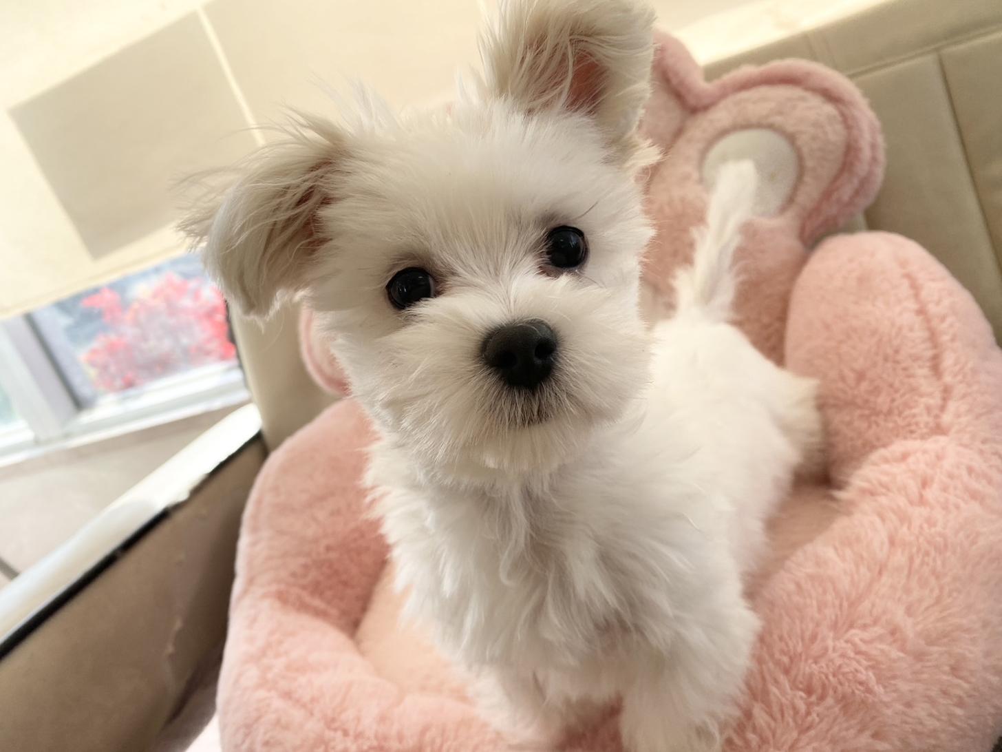 熊本県のマルチーズ (スタードッグス新熊本店/2025年9月6日生まれ/男の子/ホワイト)の子犬の3枚目の画像