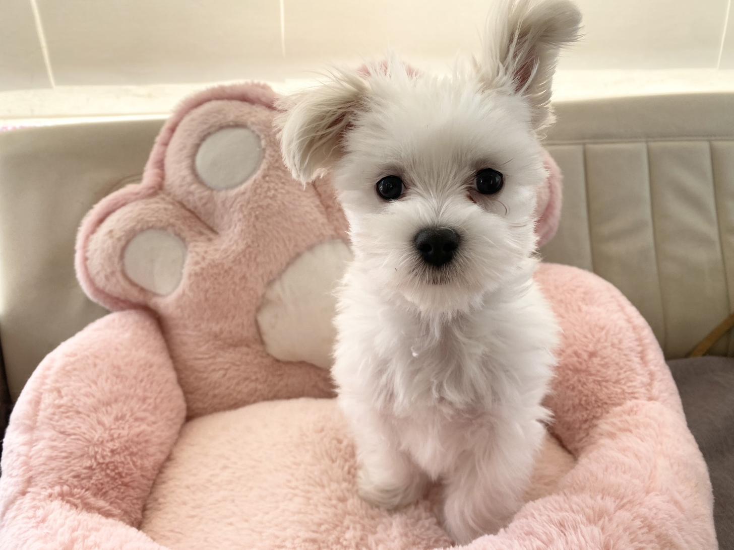 熊本県のマルチーズ (スタードッグス新熊本店/2025年9月6日生まれ/男の子/ホワイト)の子犬の4枚目の画像