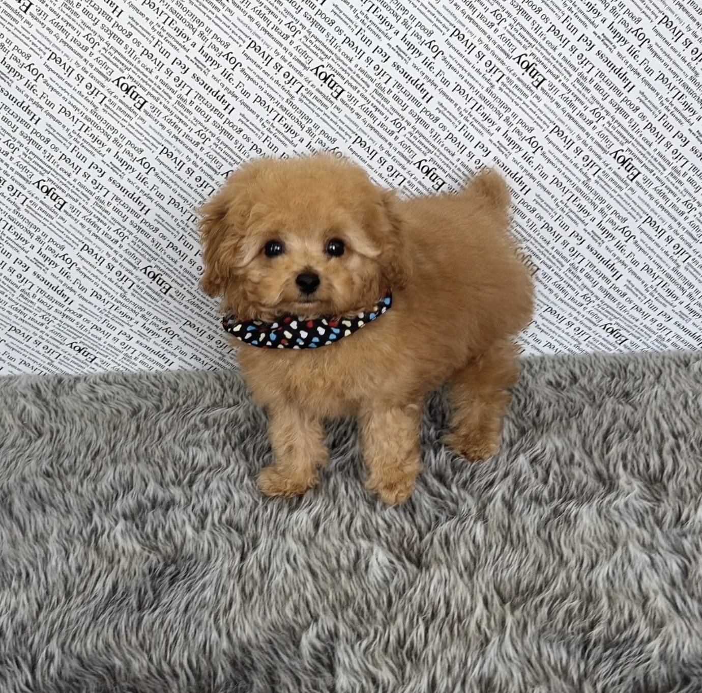 福岡県のトイプードル(ティーカップ) (ぱぴぷぺっと福岡店/2025年10月13日生まれ/男の子/レッド)の子犬の1枚目の画像