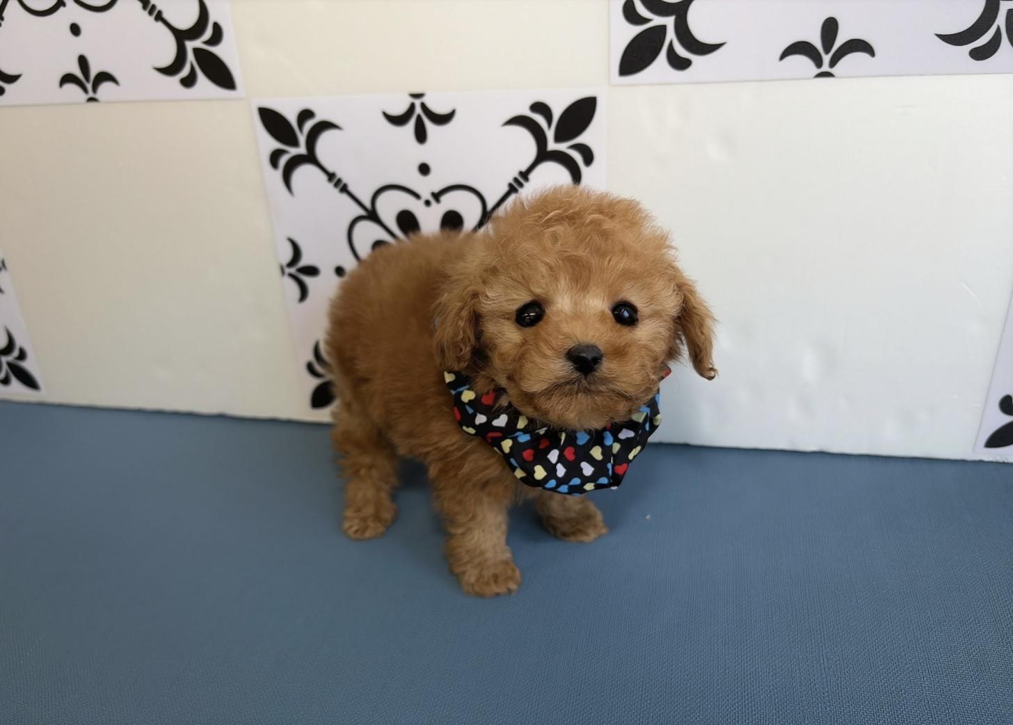 福岡県のトイプードル(ティーカップ) (ぱぴぷぺっと福岡店/2025年10月13日生まれ/男の子/レッド)の子犬の1枚目の画像