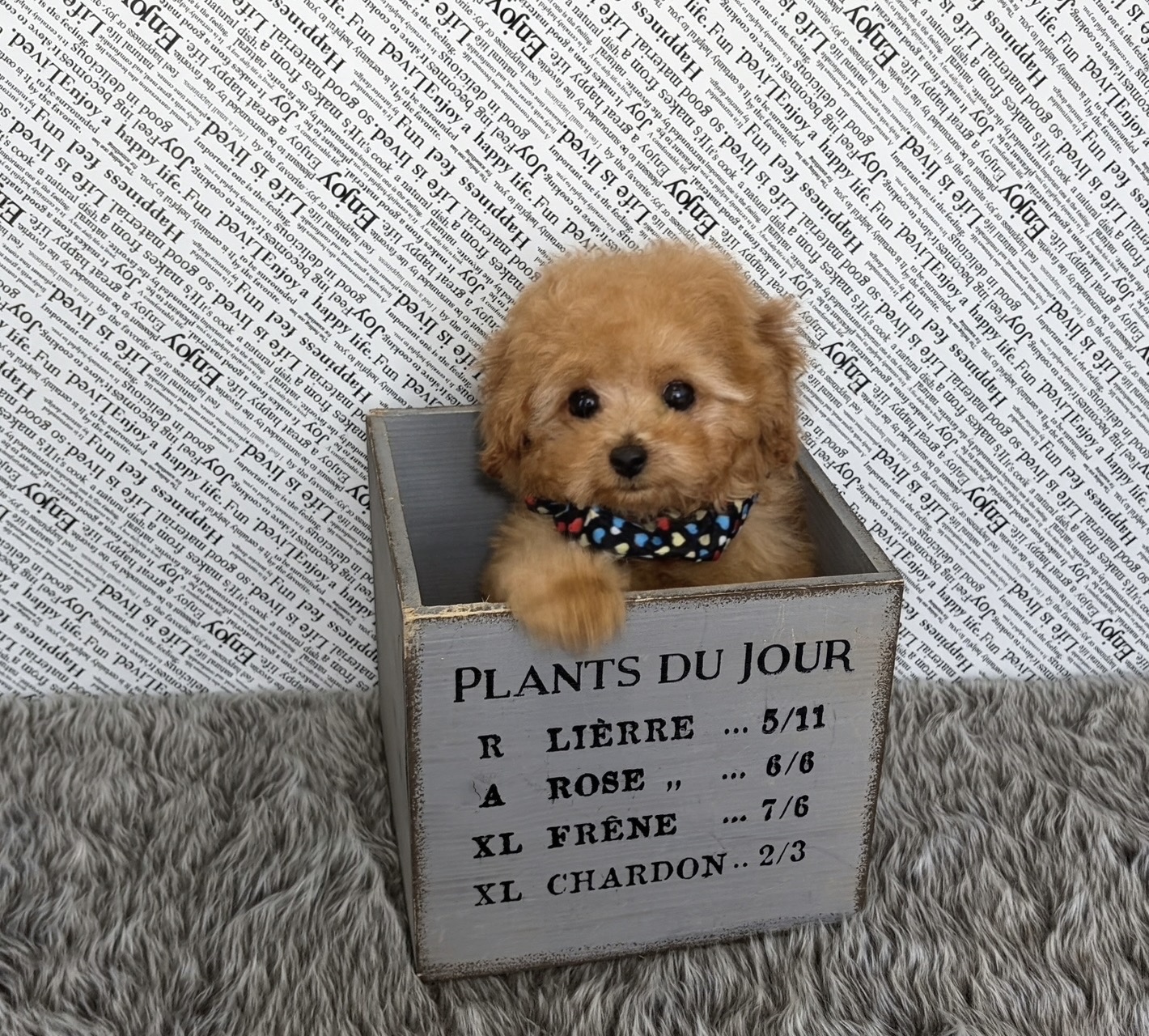 福岡県のトイプードル(ティーカップ) (ぱぴぷぺっと福岡店/2025年10月13日生まれ/男の子/レッド)の子犬の2枚目の画像