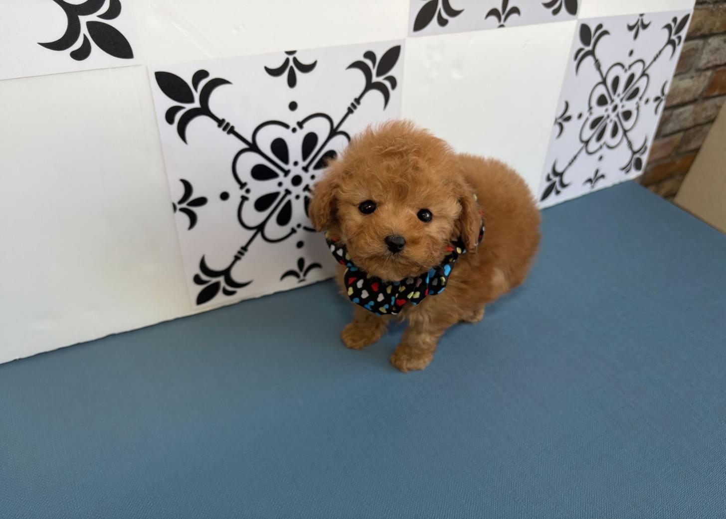 福岡県のトイプードル(ティーカップ) (ぱぴぷぺっと福岡店/2025年10月13日生まれ/男の子/レッド)の子犬の2枚目の画像