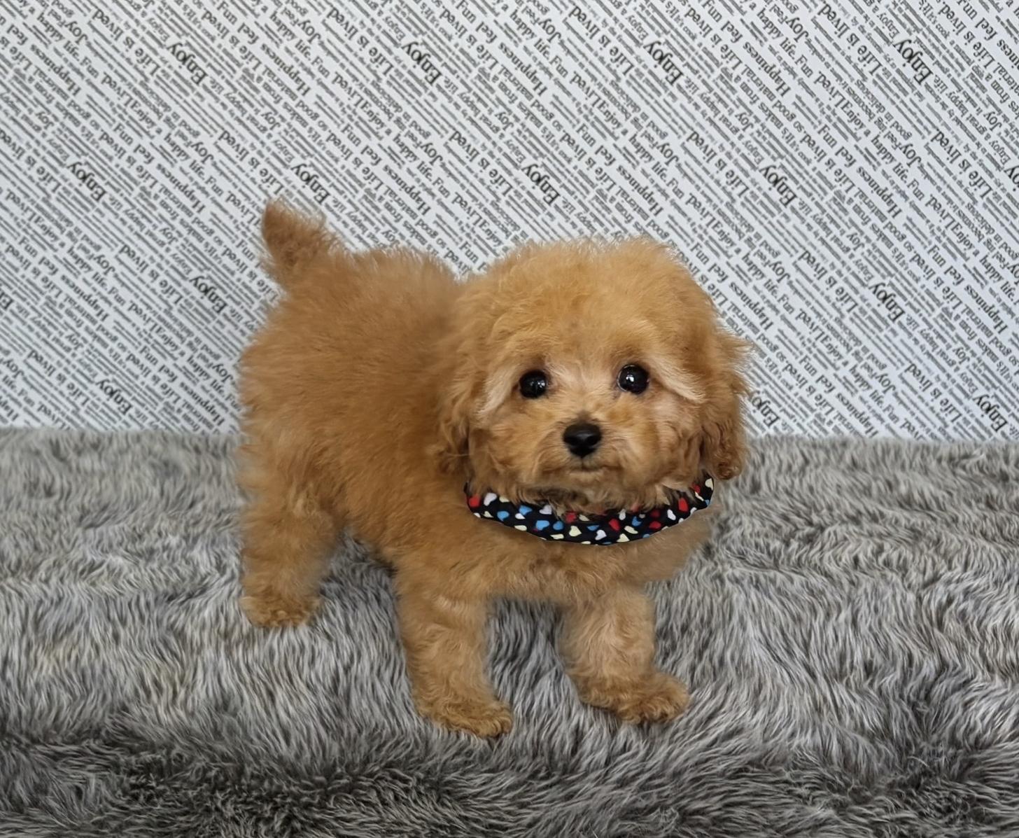 福岡県のトイプードル(ティーカップ) (ぱぴぷぺっと福岡店/2025年10月13日生まれ/男の子/レッド)の子犬の3枚目の画像