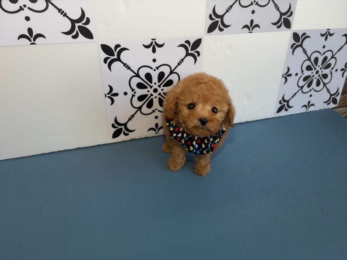 福岡県のトイプードル(ティーカップ) (ぱぴぷぺっと福岡店/2025年10月13日生まれ/男の子/レッド)の子犬の3枚目の画像