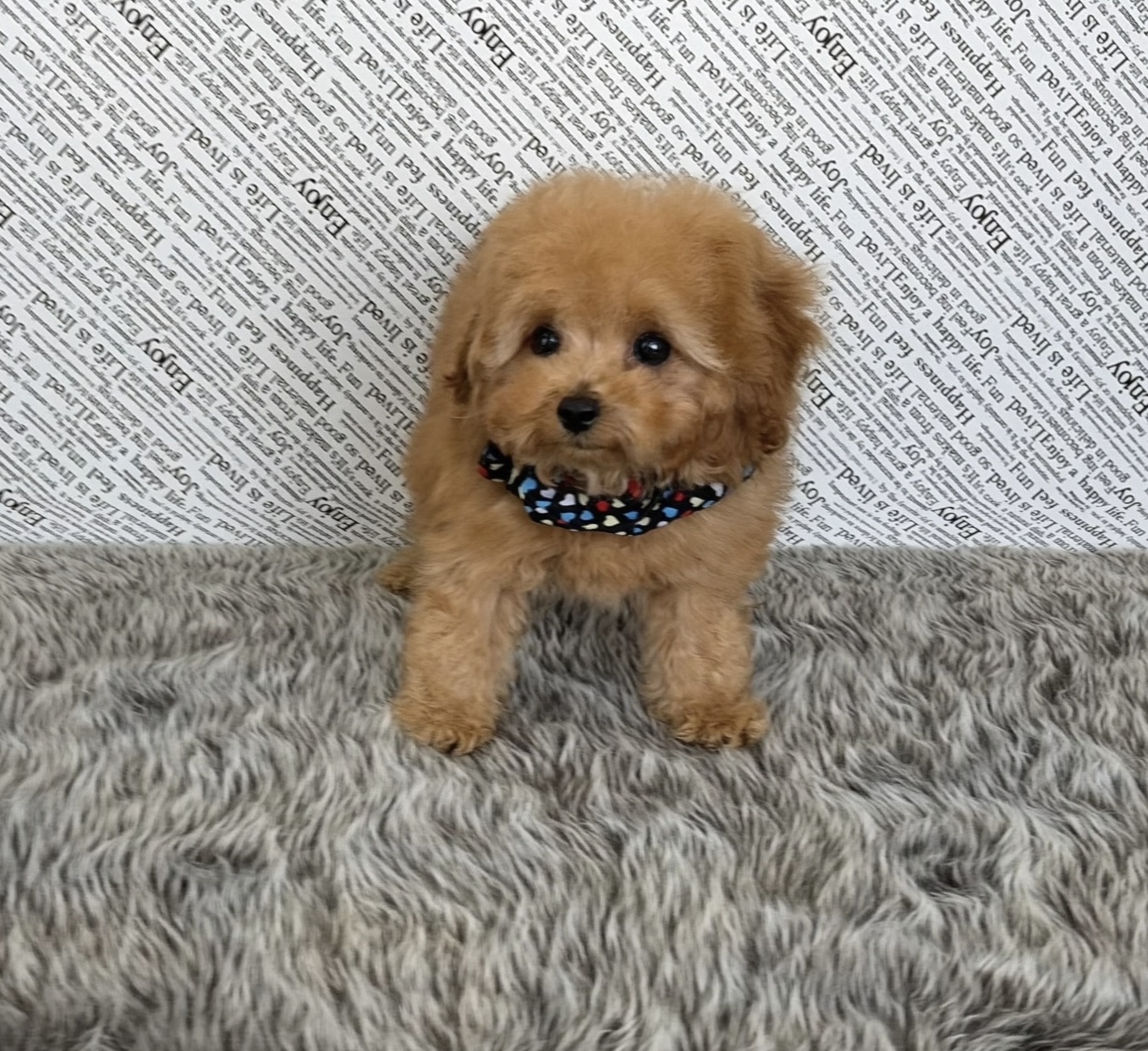 福岡県のトイプードル(ティーカップ) (ぱぴぷぺっと福岡店/2025年10月13日生まれ/男の子/レッド)の子犬の4枚目の画像