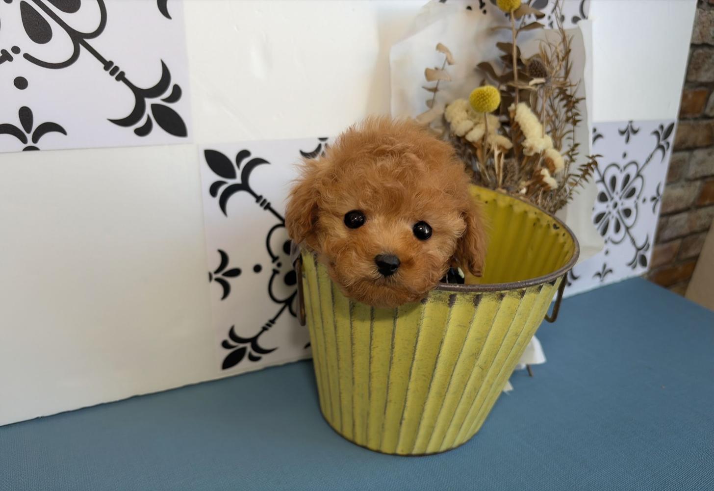 福岡県のトイプードル(ティーカップ) (ぱぴぷぺっと福岡店/2025年10月13日生まれ/男の子/レッド)の子犬の4枚目の画像