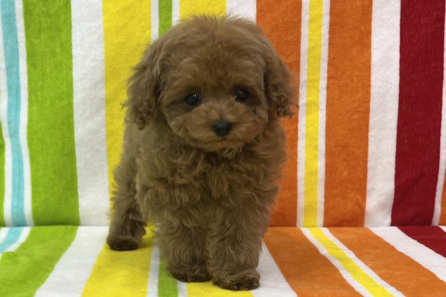 愛知県のトイプードル(タイニー) (ハピースペット一宮三条アミーゴ店/2026年2月1日生まれ/女の子/レッドフォーン)の子犬の1枚目の画像