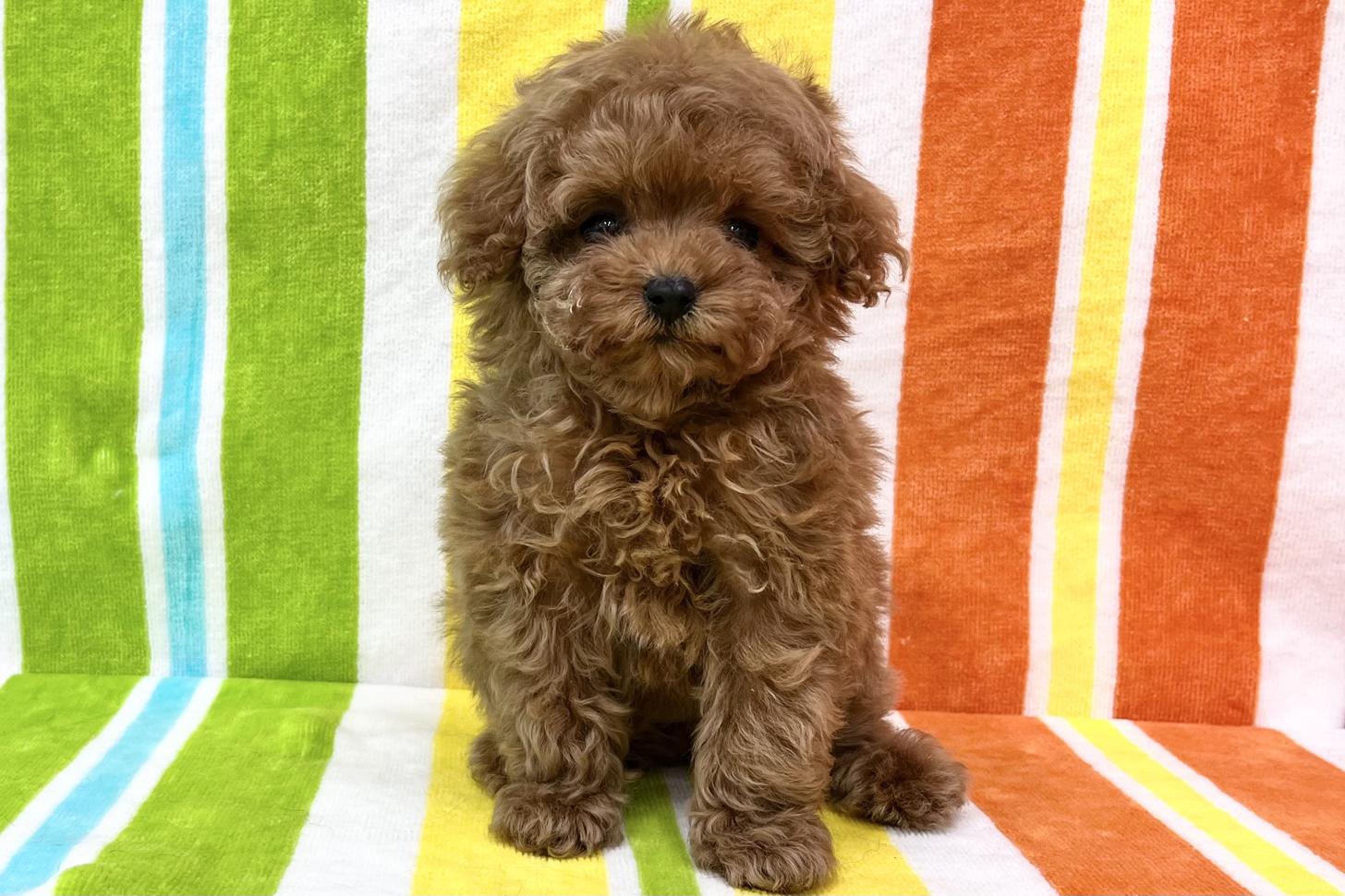 愛知県のトイプードル(タイニー) (ハピースペット一宮三条アミーゴ店/2026年2月1日生まれ/女の子/レッドフォーン)の子犬の1枚目の画像