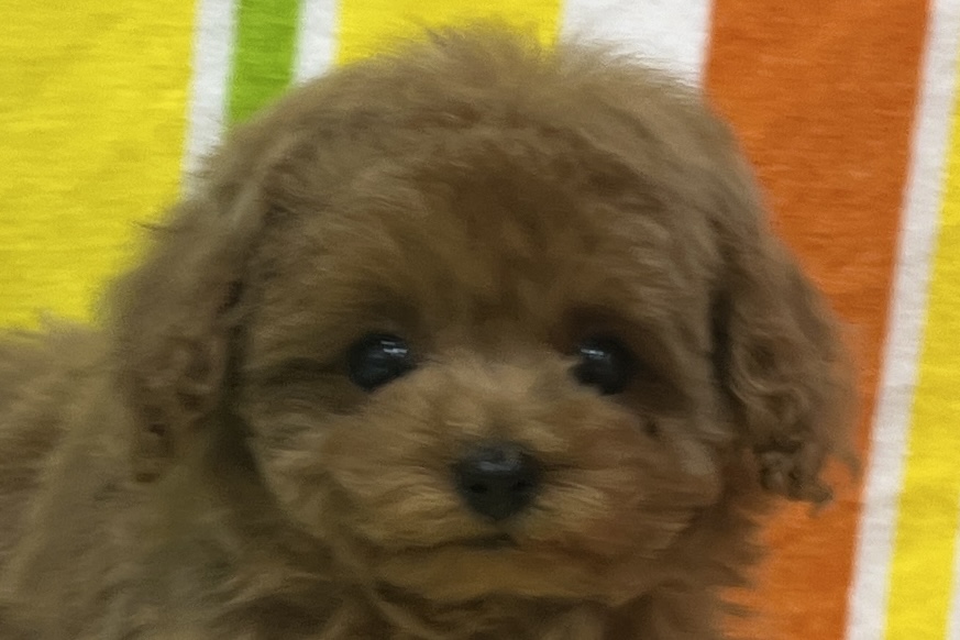 愛知県のトイプードル(タイニー) (ハピースペット一宮三条アミーゴ店/2026年2月1日生まれ/女の子/レッドフォーン)の子犬の2枚目の画像