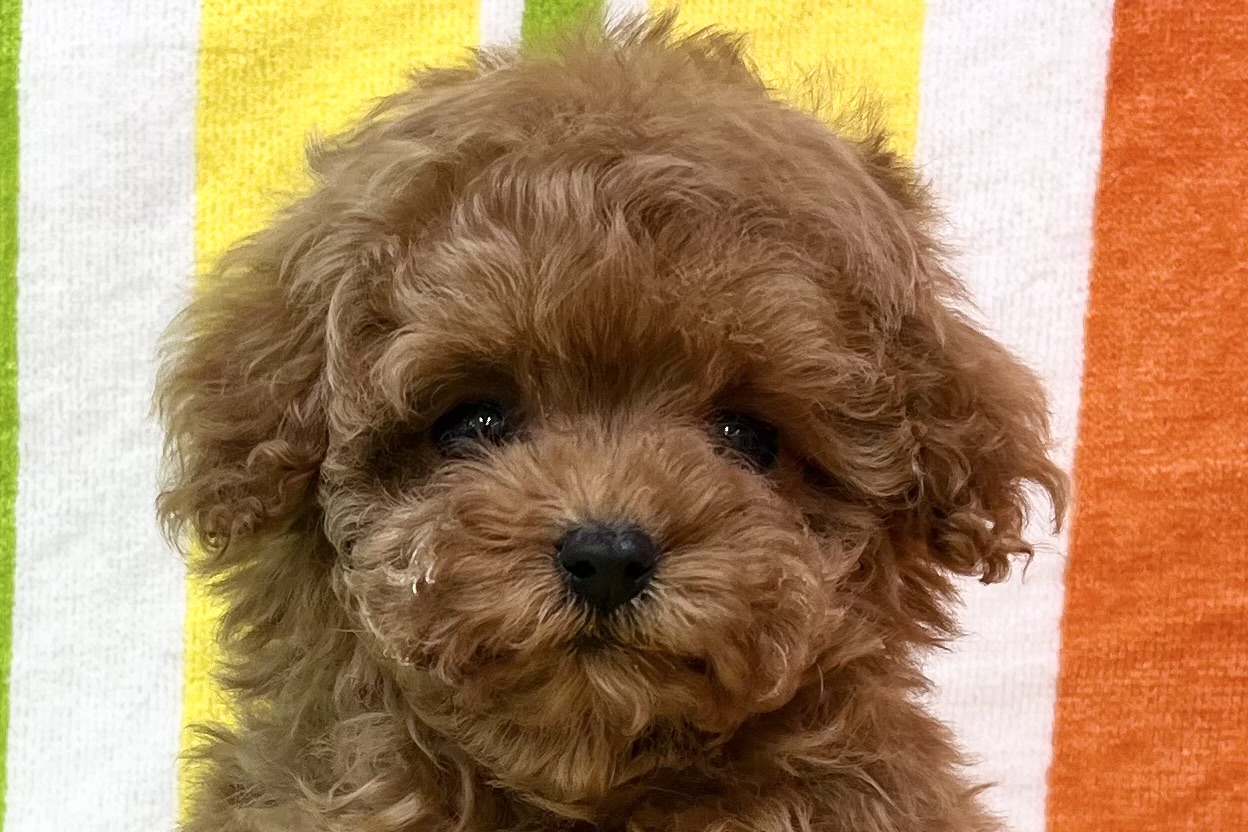 愛知県のトイプードル(タイニー) (ハピースペット一宮三条アミーゴ店/2026年2月1日生まれ/女の子/レッドフォーン)の子犬の2枚目の画像