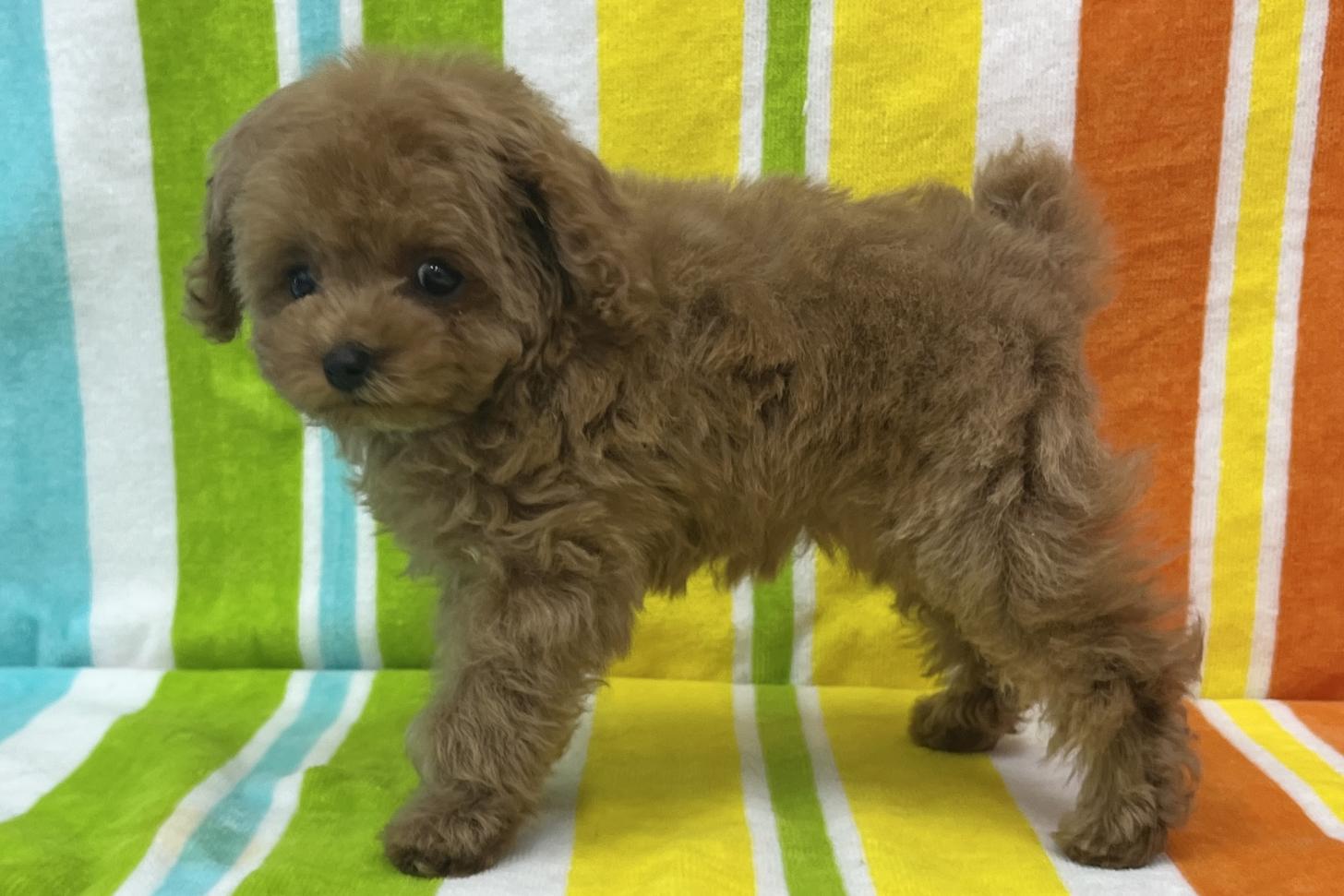 愛知県のトイプードル(タイニー) (ハピースペット一宮三条アミーゴ店/2026年2月1日生まれ/女の子/レッドフォーン)の子犬の3枚目の画像