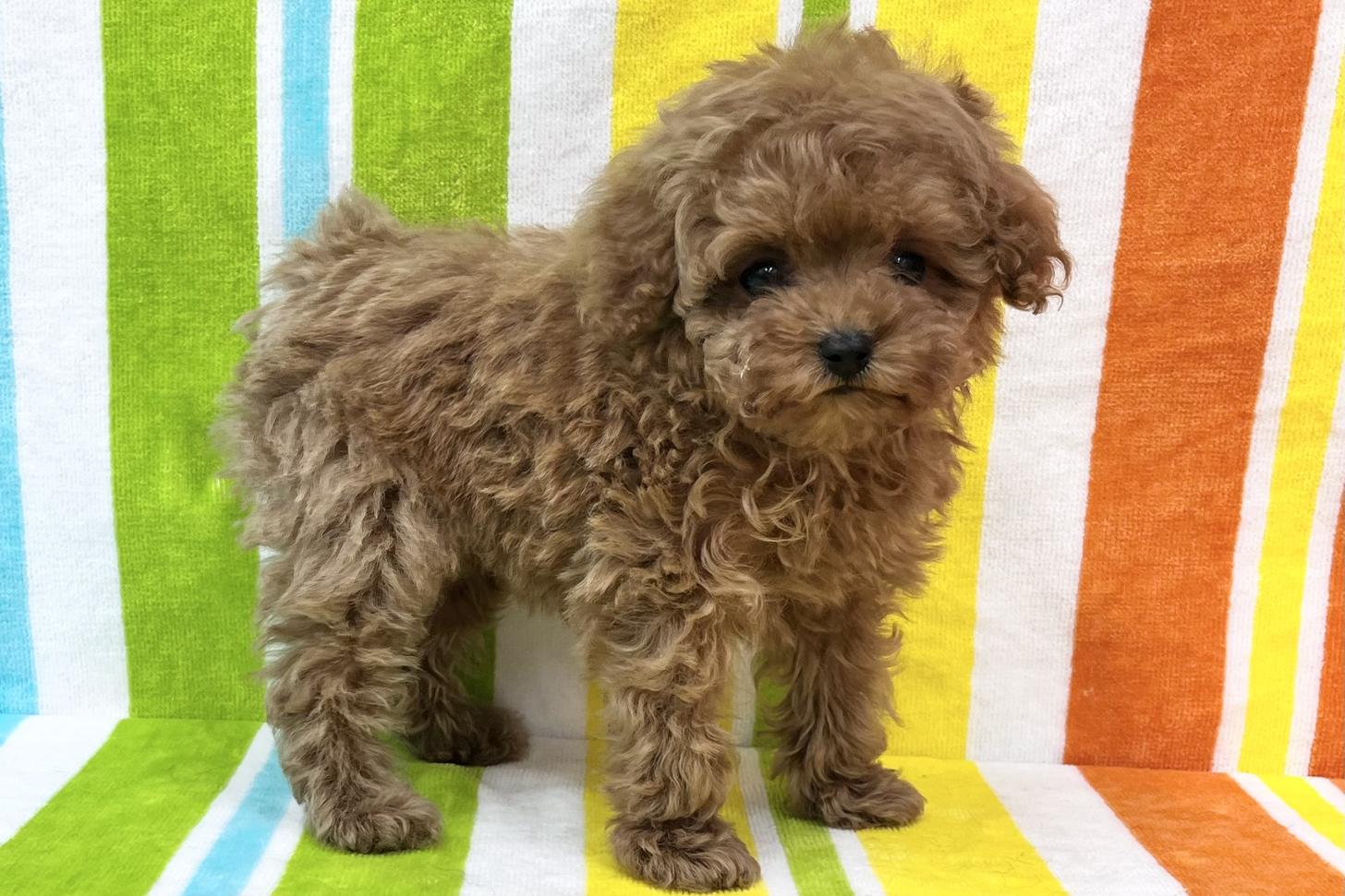 愛知県のトイプードル(タイニー) (ハピースペット一宮三条アミーゴ店/2026年2月1日生まれ/女の子/レッドフォーン)の子犬の3枚目の画像