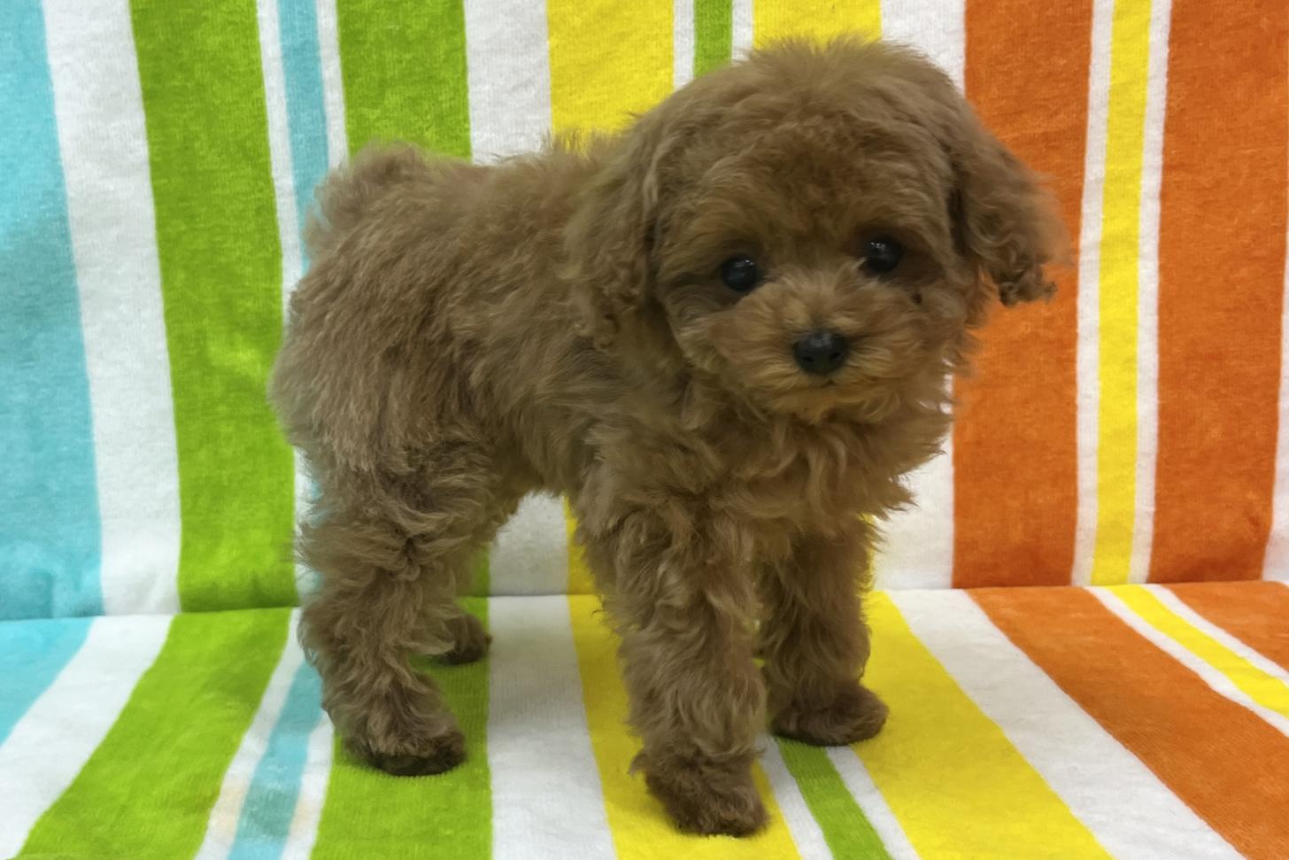 愛知県のトイプードル(タイニー) (ハピースペット一宮三条アミーゴ店/2026年2月1日生まれ/女の子/レッドフォーン)の子犬の4枚目の画像