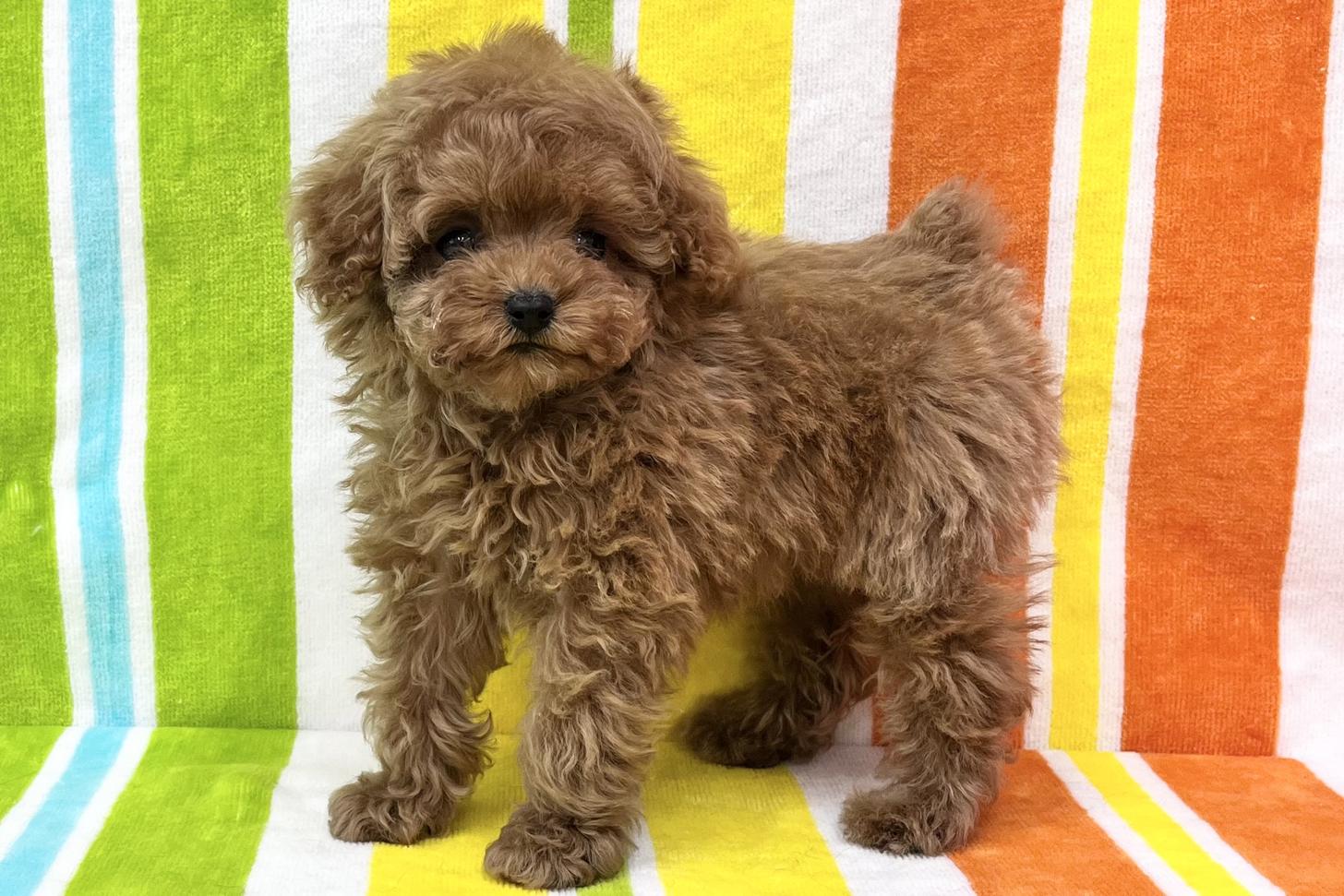 愛知県のトイプードル(タイニー) (ハピースペット一宮三条アミーゴ店/2026年2月1日生まれ/女の子/レッドフォーン)の子犬の4枚目の画像