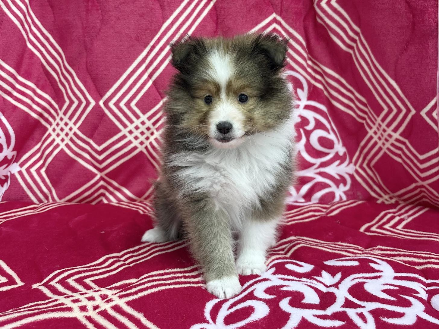 愛知県のシェットランドシープドッグ (ハピースペット春日井アミーゴ店/2026年1月30日生まれ/女の子/セーブルホワイト)の子犬
