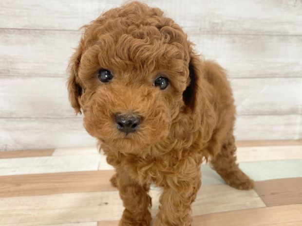 新潟県のトイプードル(トイ) (竹内ペット 新津本店/2026年2月11日生まれ/男の子/レッド)の子犬の1枚目の画像