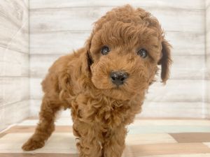 新潟県のトイプードル(トイ) (竹内ペット 新津本店/2026年2月11日生まれ/男の子/レッド)の子犬の2枚目の画像