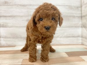 新潟県のトイプードル(トイ) (竹内ペット 新津本店/2026年2月11日生まれ/男の子/レッド)の子犬の3枚目の画像