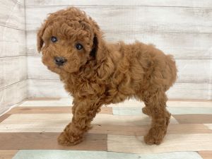 新潟県のトイプードル(トイ) (竹内ペット 新津本店/2026年2月11日生まれ/男の子/レッド)の子犬の4枚目の画像