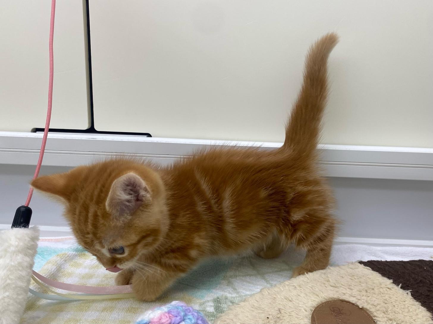 宮城県のマンチカン (ズーズーカンパニー 八乙女店/2026年8月10日生まれ/女の子/レッドタビー)の子猫の3枚目の画像