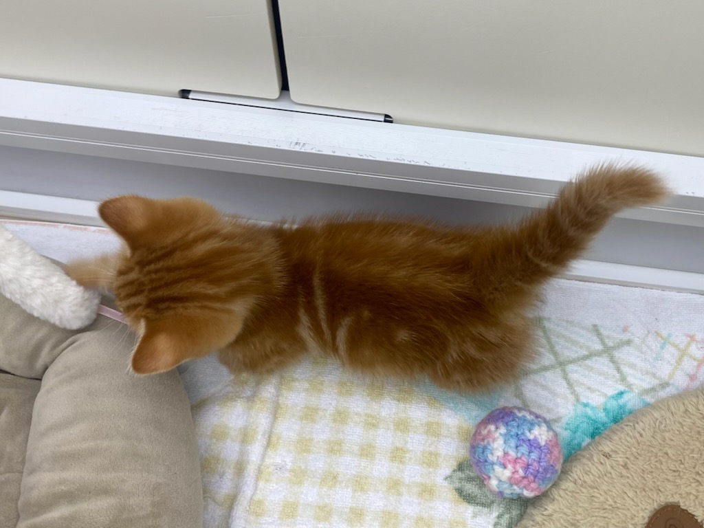 宮城県のマンチカン (ズーズーカンパニー 八乙女店/2026年8月10日生まれ/女の子/レッドタビー)の子猫の4枚目の画像