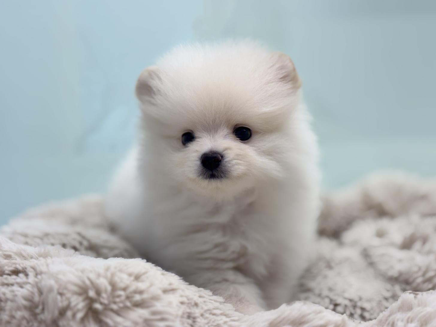 神奈川県のポメラニアン (Doggy Style 小田原店/2026年7月18日生まれ/男の子/クリーム)の子犬の1枚目の画像