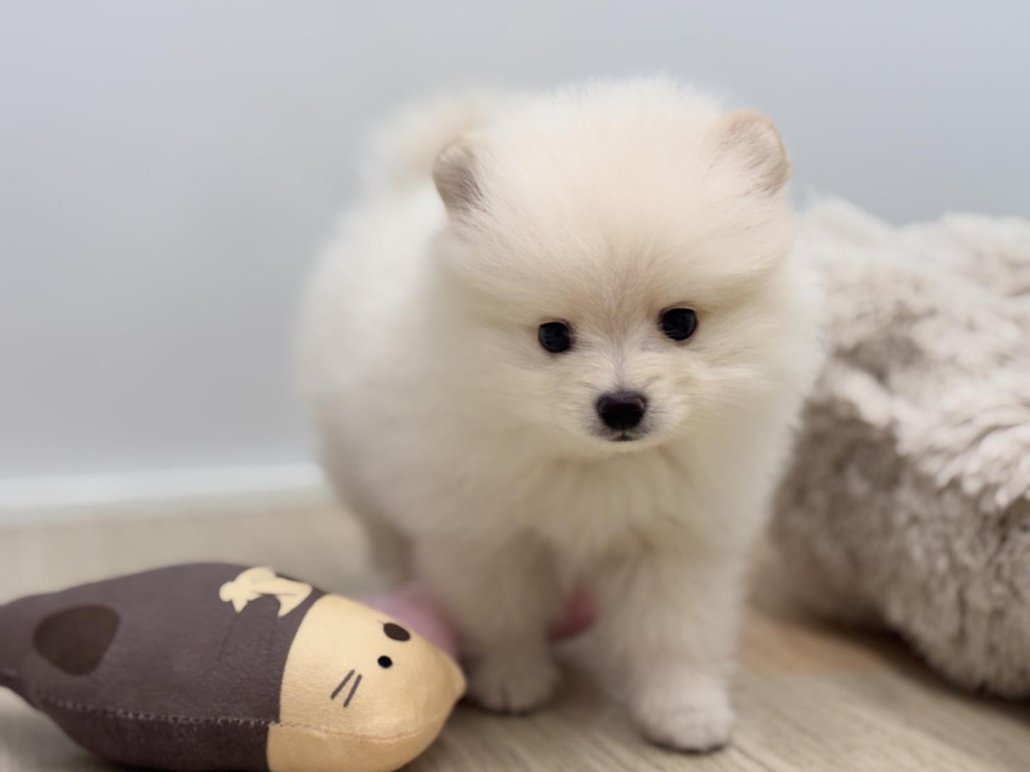 神奈川県のポメラニアン (Doggy Style 小田原店/2026年7月18日生まれ/男の子/クリーム)の子犬の2枚目の画像