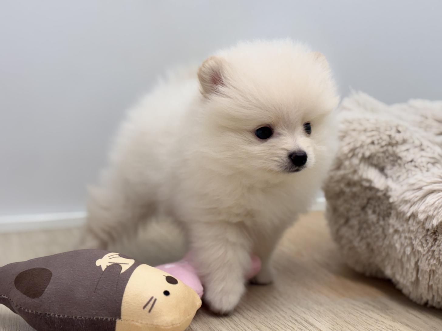 神奈川県のポメラニアン (Doggy Style 小田原店/2026年7月18日生まれ/男の子/クリーム)の子犬の3枚目の画像
