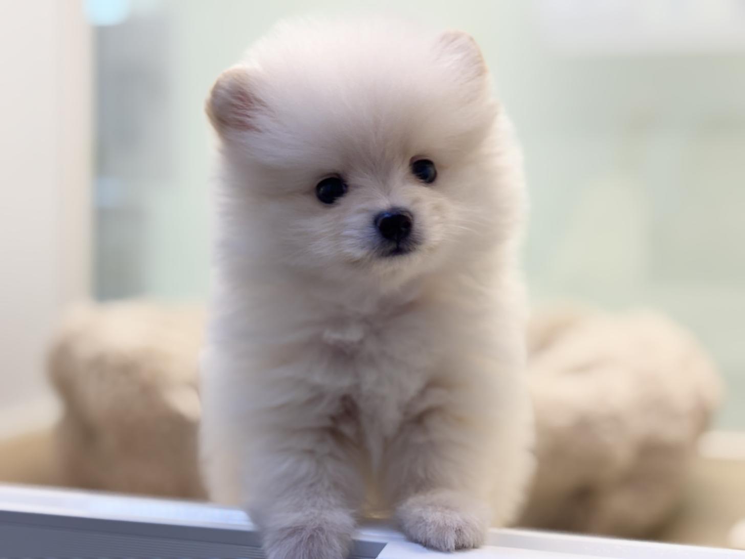 神奈川県のポメラニアン (Doggy Style 小田原店/2026年7月18日生まれ/男の子/クリーム)の子犬の4枚目の画像