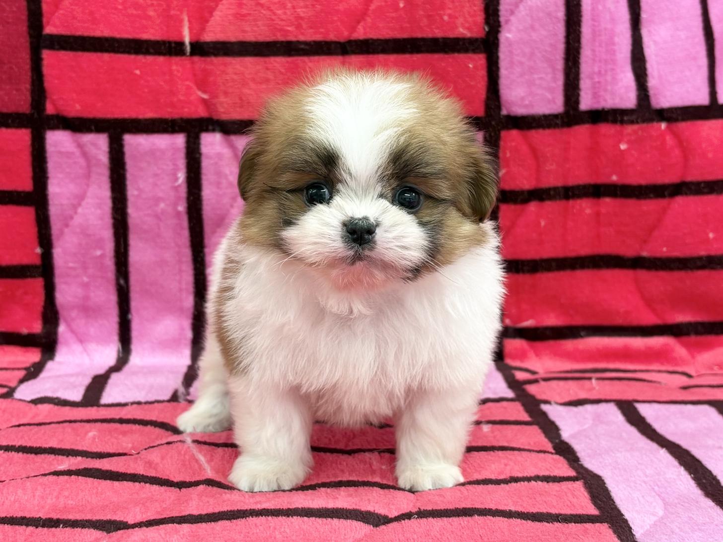 愛知県のポメズー/ポメシーズ(ポメラニアン×シーズー) (ハピースペット春日井アミーゴ店/2025年10月1日生まれ/男の子/その他色)の子犬の1枚目の画像