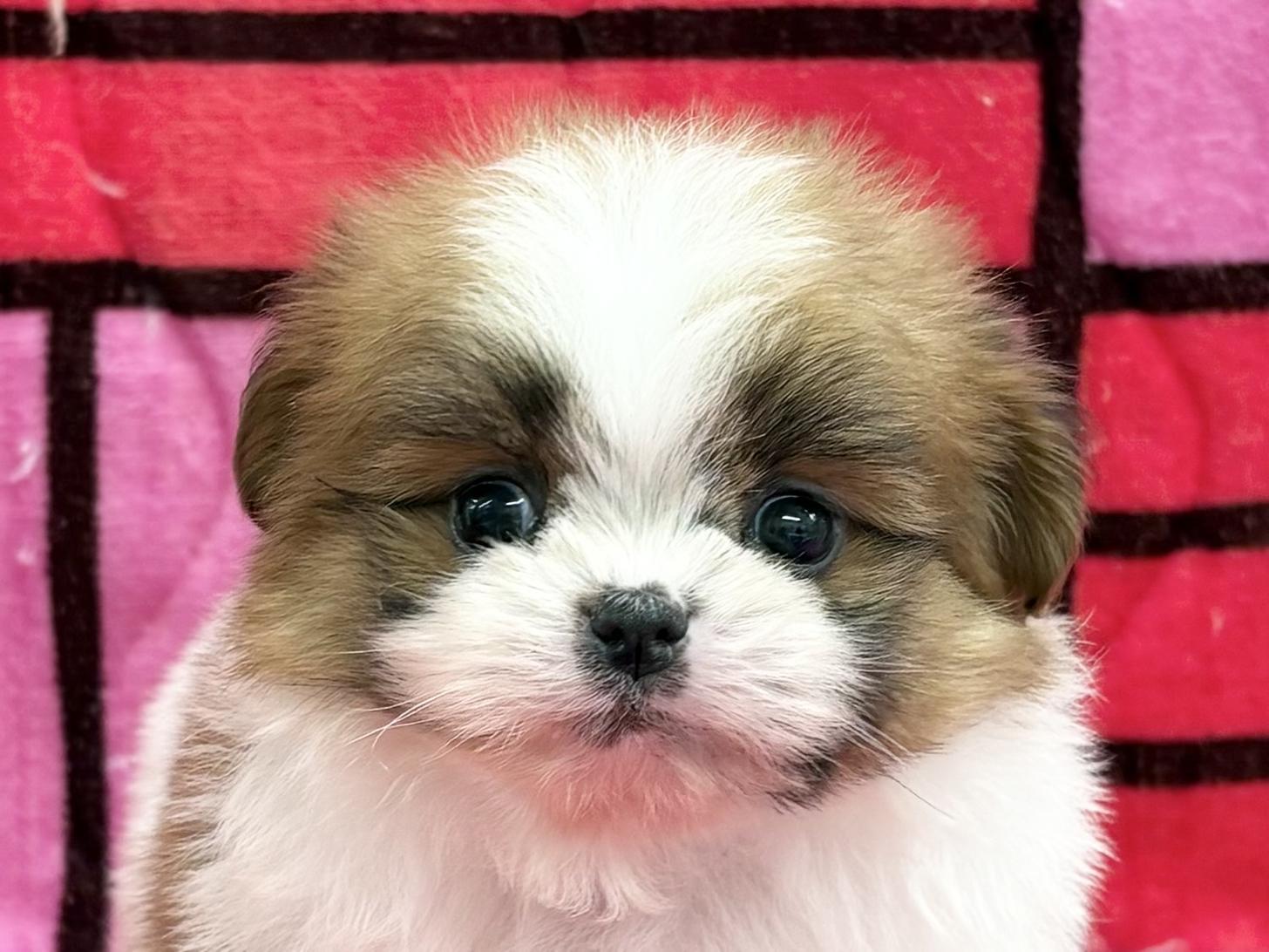 愛知県のポメズー/ポメシーズ(ポメラニアン×シーズー) (ハピースペット春日井アミーゴ店/2025年10月1日生まれ/男の子/その他色)の子犬の2枚目の画像