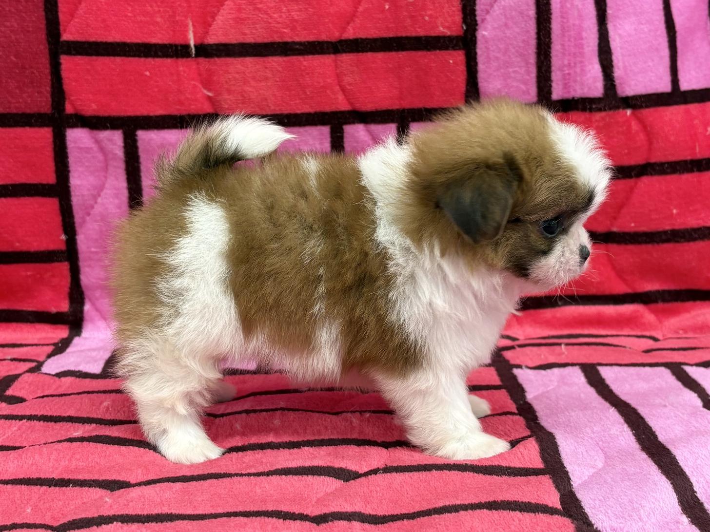 愛知県のポメズー/ポメシーズ(ポメラニアン×シーズー) (ハピースペット春日井アミーゴ店/2025年10月1日生まれ/男の子/その他色)の子犬の3枚目の画像